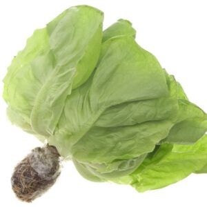 Xà lách búp mỡ thuỷ canh