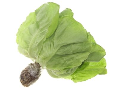 Xà lách búp mỡ thuỷ canh